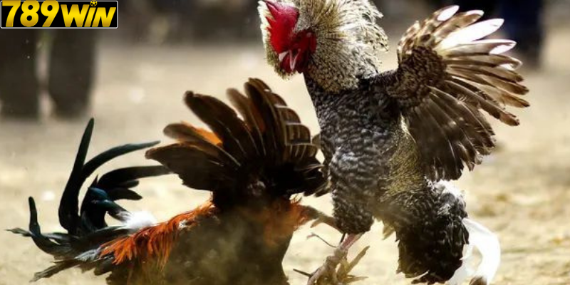Đặc Điểm Nhận Dạng Gà Mỹ Đá – Kiến Thức Quan Trọng Khi Cá Cược Tại 789win